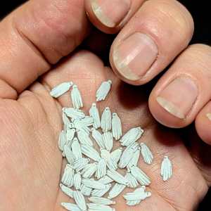 Ghosts of Fortune by Shannon Taylor, Image 3.