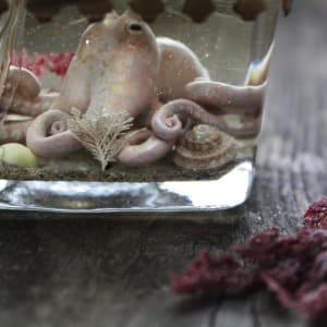 Bottled Recollections by Alexis Savopoulos 