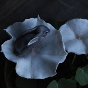 Hare in the Moonflower by Alexis Savopoulos 
