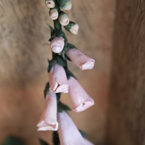 Home by Alexis Savopoulos 