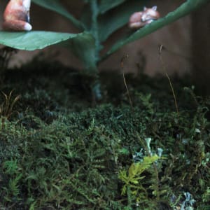 Home by Alexis Savopoulos 