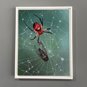 Arachnitite by Jon Ching 
