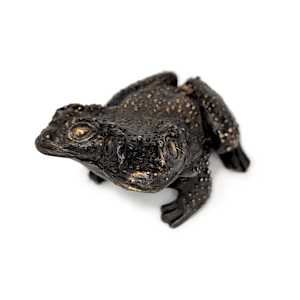 Swamp Toad by Shannon Taylor, Ross Takahashi 