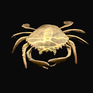 Sea Pearl by Shannon Taylor, Image 1.