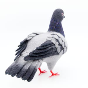 NYC Pigeon by Zoë Williams 