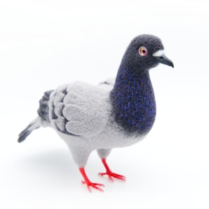 NYC Pigeon by Zoë Williams 