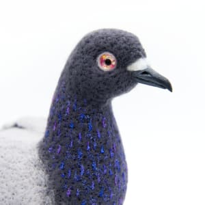 NYC Pigeon by Zoë Williams 