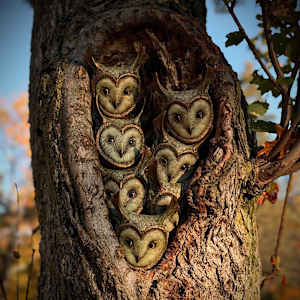 Owl 2 Series 1 by Scott Radke 