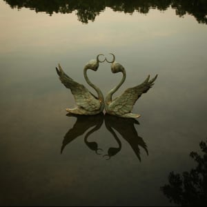Swans by Scott Radke 