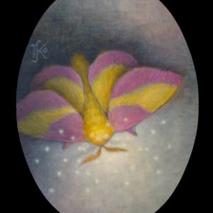 Rosy Maple Moth by Kaysha Siemens 