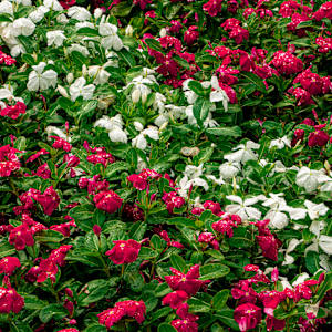 Floral Getaway by Cledabdounia "Dounia" Bernard