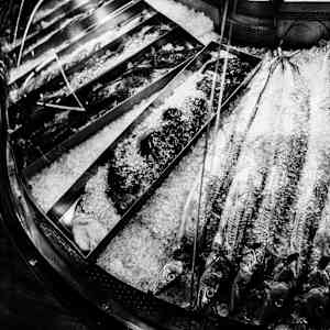 Fishy Fishy by Akeakamai "AK" Ishikawa