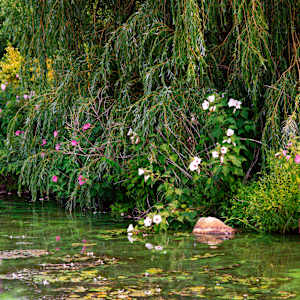 Tangled Beauty by Jaleya Mallory