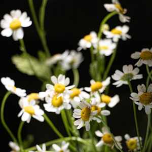 Chamomile #1 by Mira