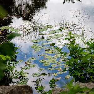 Floating In The Lake #1 by Mira
