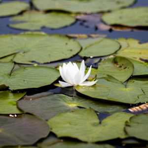 White Lotus by Tran Nguyen