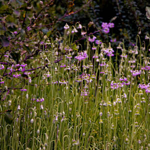 Whispers of the Wild Meadow by Elijah "Jah" Otero