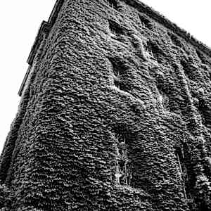 Rooted Heights by Gabriel Ovalles