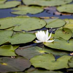 White Lotus #1 by Tran Nguyen