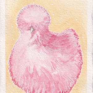 Dark Pink Silkie Chicken by Tonya Schorre