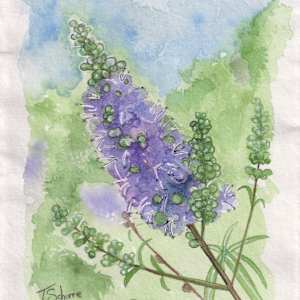 Vitex at Sam Houston's House by Tonya Schorre