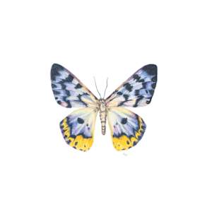 False Tiger Moth by Susan K. Theroff