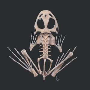 Frog Skeleton Study I by Susan K. Theroff