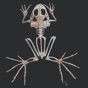 Frog Skeleton Study II by Susan K. Theroff