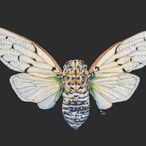 Ghost Cicada by Susan K. Theroff