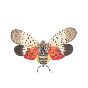 Spotted Lanternfly by Susan K. Theroff
