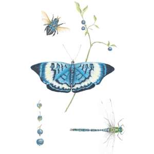 Nature Collected #32 by Susan K. Theroff