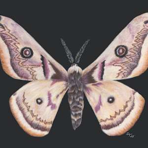 White Saturn Moth by Susan K. Theroff