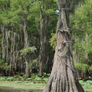 Support (Cypress) by Betsy Horn  Image: Reference Photo