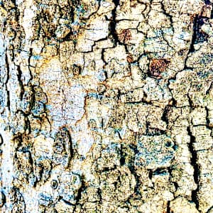 Dissociation (Pecan) by Betsy Horn, Image 2.