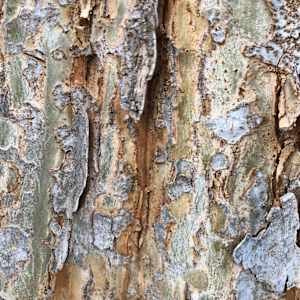 Forgiveness (Cedar Elm) by Betsy Horn  Image: Reference Photo