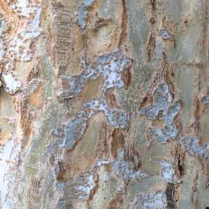 Forgiveness (Cedar Elm) by Betsy Horn  Image: Reference Photo