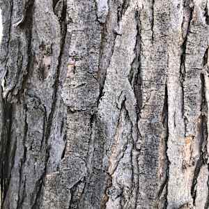 Protection (Hackberry) by Betsy Horn  Image: Reference Photo