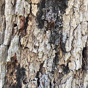 Bored (Pecan) by Betsy Horn  Image: Bored (Pecan) - Reference Photo