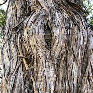 Webs (Rocky Mountain Juniper) by Betsy Horn  Image: Reference Photo