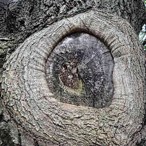 Trapped (Live Oak) by Betsy Horn, Image 2.