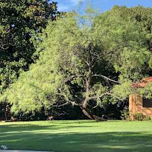 The Parrish's Mesquite Tree by Betsy Horn  Image: Reference Photo