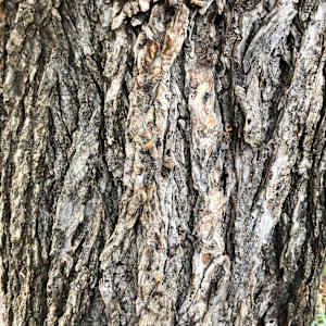Broken (Pecan) by Betsy Horn, Image 2.
