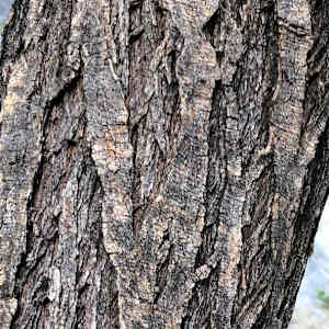 Silence (Desert Willow) by Betsy Horn  Image: Reference Photo