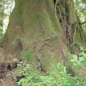 Secrets (Redwood) by Betsy Horn  Image: Reference Photo