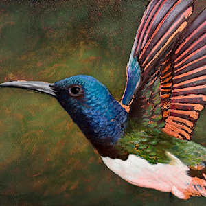 Hummingbird No. 16 by Katheryn Anne Hande, Image 1.