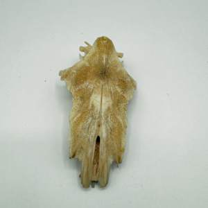Bone crucifix 