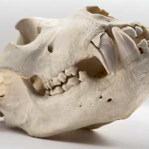 Brown bear skull 