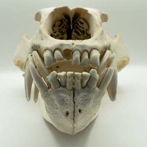 Brown bear skull 