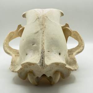 Brown bear skull 