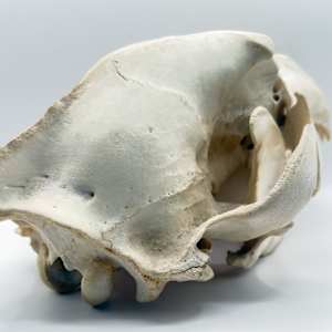 Brown bear skull 